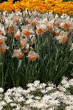 White Tulips with Blue Hyacinths in the Garden View from the Side.-protechpr-Photographic Print