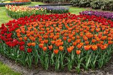 Flowerbed with Red and Orange Tulips.-protechpr-Photographic Print