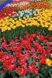 Flowerbed with Red and Orange Tulips.-protechpr-Photographic Print