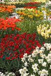 Flowerbed with Red and Orange Tulips.-protechpr-Photographic Print