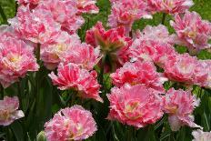 Daffodils and Tulips in the Garden of Anemones Gamekeepers in the Foreground.-protechpr-Mounted Photographic Print