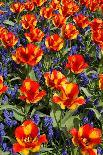 Daffodils and Tulips in the Garden of Anemones Gamekeepers in the Foreground.-protechpr-Mounted Photographic Print