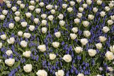 Daffodils and Tulips in the Garden of Anemones Gamekeepers in the Foreground.-protechpr-Framed Photographic Print