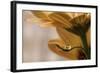 Protected-Heidi Westum-Framed Giclee Print