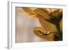 Protected-Heidi Westum-Framed Giclee Print