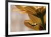 Protected-Heidi Westum-Framed Giclee Print