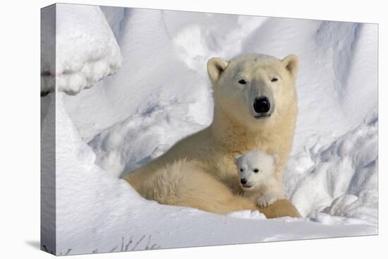 Protective Mother and Cub-Howard Ruby-Stretched Canvas