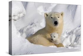 Protective Mother and Cub-Howard Ruby-Stretched Canvas