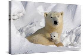 Protective Mother and Cub-Howard Ruby-Stretched Canvas