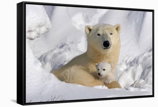 Protective Mother and Cub-Howard Ruby-Framed Stretched Canvas