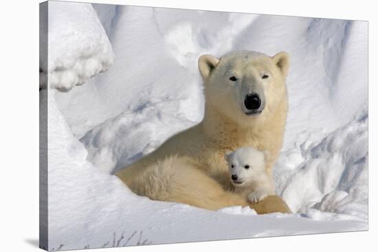 Protective Mother and Cub-Howard Ruby-Stretched Canvas