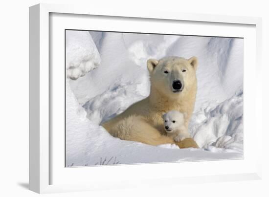 Protective Mother and Cub-Howard Ruby-Framed Premium Photographic Print