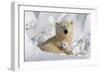 Protective Mother and Cub-Howard Ruby-Framed Photographic Print