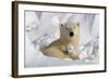 Protective Mother and Cub-Howard Ruby-Framed Photographic Print