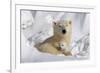 Protective Mother and Cub-Howard Ruby-Framed Photographic Print