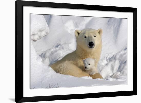 Protective Mother and Cub-Howard Ruby-Framed Photographic Print