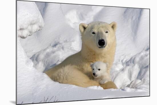 Protective Mother and Cub-Howard Ruby-Mounted Photographic Print