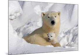 Protective Mother and Cub-Howard Ruby-Mounted Photographic Print