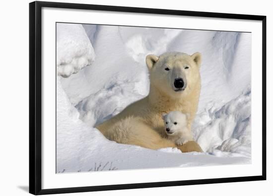 Protective Mother and Cub-Howard Ruby-Framed Photographic Print