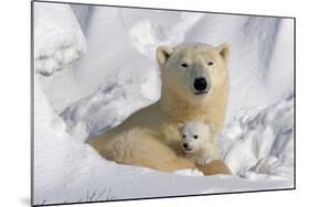 Protective Mother and Cub-Howard Ruby-Mounted Photographic Print