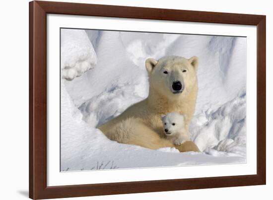 Protective Mother and Cub-Howard Ruby-Framed Photographic Print