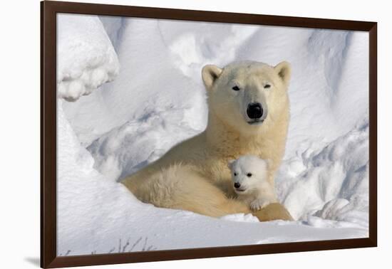 Protective Mother and Cub-Howard Ruby-Framed Photographic Print