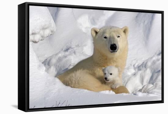 Protective Mother and Cub-Howard Ruby-Framed Stretched Canvas