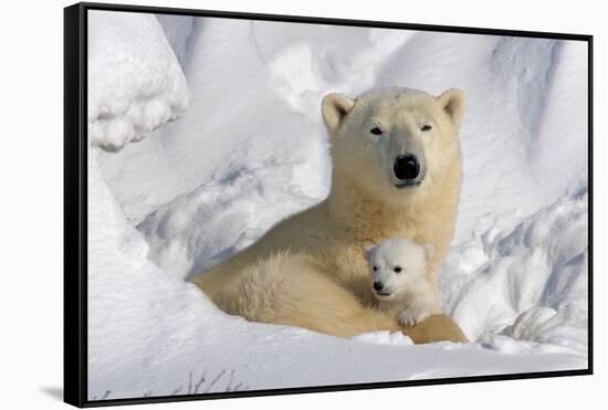 Protective Mother and Cub-Howard Ruby-Framed Stretched Canvas