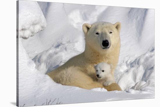 Protective Mother and Cub-Howard Ruby-Stretched Canvas