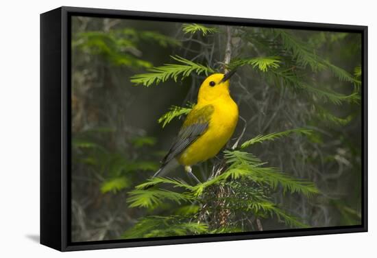 Prothonotary Warbler Male on Breeding Territory, Texas, USA-Larry Ditto-Framed Stretched Canvas