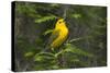 Prothonotary Warbler Male on Breeding Territory, Texas, USA-Larry Ditto-Stretched Canvas