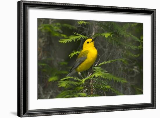 Prothonotary Warbler Male on Breeding Territory, Texas, USA-Larry Ditto-Framed Photographic Print