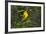 Prothonotary Warbler Male on Breeding Territory, Texas, USA-Larry Ditto-Framed Photographic Print