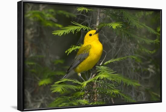 Prothonotary Warbler Male on Breeding Territory, Texas, USA-Larry Ditto-Framed Photographic Print