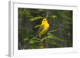 Prothonotary Warbler Male on Breeding Territory, Texas, USA-Larry Ditto-Framed Photographic Print