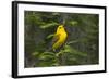 Prothonotary Warbler Male on Breeding Territory, Texas, USA-Larry Ditto-Framed Photographic Print