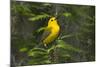Prothonotary Warbler Male on Breeding Territory, Texas, USA-Larry Ditto-Mounted Photographic Print