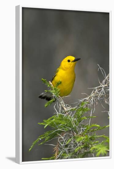 Prothonotary Warbler Male on Breeding Territory, Texas, USA-Larry Ditto-Framed Photographic Print