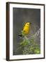 Prothonotary Warbler Male on Breeding Territory, Texas, USA-Larry Ditto-Framed Photographic Print