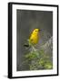 Prothonotary Warbler Male on Breeding Territory, Texas, USA-Larry Ditto-Framed Photographic Print