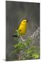 Prothonotary Warbler Male on Breeding Territory, Texas, USA-Larry Ditto-Mounted Photographic Print