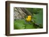 Prothonotary Warbler (Prothonotary citrea) flying-Larry Ditto-Framed Photographic Print