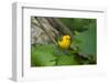 Prothonotary Warbler (Prothonotary citrea) flying-Larry Ditto-Framed Photographic Print