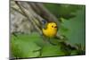 Prothonotary Warbler (Prothonotary citrea) flying-Larry Ditto-Mounted Photographic Print