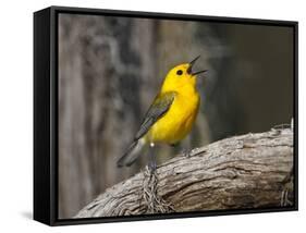 Prothonotary Warbler, Texas, USA-Larry Ditto-Framed Stretched Canvas