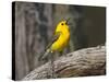 Prothonotary Warbler, Texas, USA-Larry Ditto-Stretched Canvas