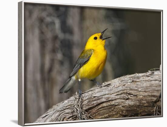 Prothonotary Warbler, Texas, USA-Larry Ditto-Framed Photographic Print