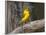 Prothonotary Warbler, Texas, USA-Larry Ditto-Framed Photographic Print