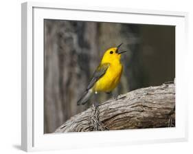 Prothonotary Warbler, Texas, USA-Larry Ditto-Framed Photographic Print