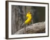 Prothonotary Warbler, Texas, USA-Larry Ditto-Framed Photographic Print